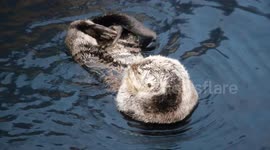 Video of sea otters are playing and swimming in a large pool at the aquarium in Lisbon. Sea otters are an endangered species