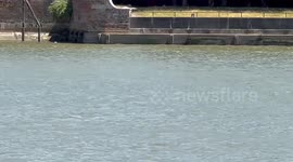 Dolphins seen swimming up River Medway in unusual sighting