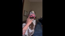 Dog jumps on window after harness removal in Wisconsin, USA