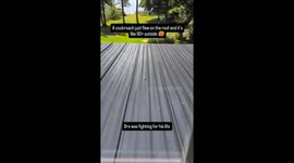 Roach lands on scorching roof… and immediately regrets everything