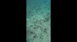 Swimmer startled by stingray encounter in San Andrés, Colombia