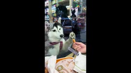 Husky eagerly licks glass for treat in Liaoning, China