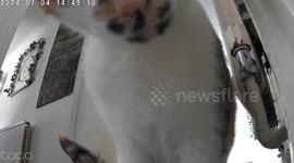 Curious Cat Beauty Mesmerized by CCTV Camera: Adorable Reaction Caught on Video
