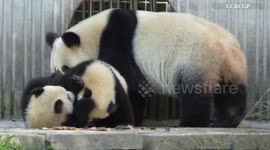China: Twin giant panda cubs captured spending quality time with mom