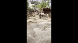 Elephant Rescues Drowning Gazelle