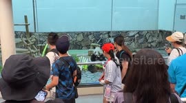 Japan: Beloved giant pandas in Japan to return to China