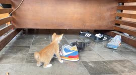 cute two little cats playing