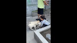 Boy surrounded by playful puppies in Hunan, China