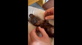 Cuteness Overload With a Dachshund