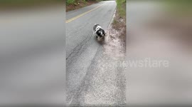 US: Escaped Pig Lured Home by Police with Crackers