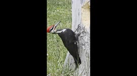 Excuse Me! Don't You See? I Am a Busy Woodpecker