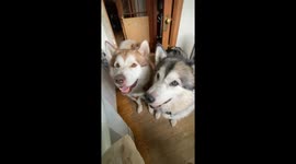 My Alaskan malamutes Love to work for their homemade banana pancake treats