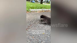 Woman rescues orphaned baby raccoon after finding its mum killed by car