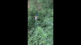 peacock hiding! Peacocks know when to hide, I play hide and seek with them