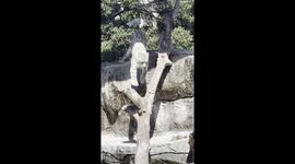 Snow Leopard Pulls Off an Incredible Backflip