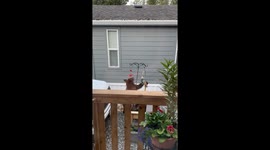 Big Hummingbirds Out Here