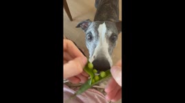 Dog Gently Eats Peas