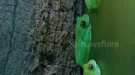 Orange-eyed tree frog faces threat from fungus