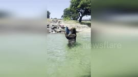Grizzly bear plays with a barrel while cooling off in pool