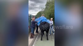 Moment teen ditches car for her cow in prom arrival