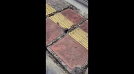 Stray cat stuck under pavement rescued by kind locals