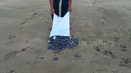 Beautiful moment hundreds of turtles are released into the sea