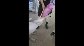 Zookeepers retrieve four newborn rabbits from pelican's mouth