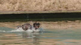 Dogs beat the heat by taking a dip in Greenwich Park during hot weather in London