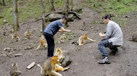 China: AI enhances protection of endangered golden snub-nosed monkeys