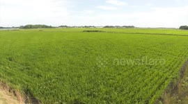 Japan: Declining rice price in Japan poses high pressure on growers