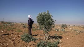 Illegal Israeli settlers uproot nearly 200 olive trees in new West Bank attack
