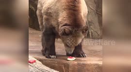 Bear ravishes watermelon at Milwaukee County Zoo
