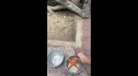 Rude alpaca spits at zoo visitor offering carrots