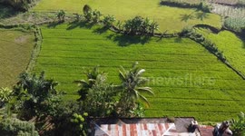 HUNDREDS OF HECTARES OF RICE FIELDS IN LIMAPULUHKOTA DISTRICT ARE THREATEN WITH HARVEST FAILURE DUE TO DROUGHT