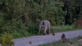 Wild elephant receives treatment after injury