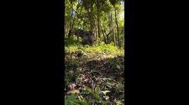 Baby Elephant Slides Down a Hill