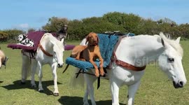 Animal Squad Takes on the Countryside