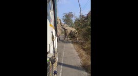 Truck driver lets wild elephant eat sugar canes from the back of his vehicle