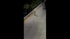 Hedgehog found with head stuck in a jar is rescued by passersby