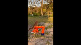 Deer Does Battle With Wacky Inflatable Tube Man