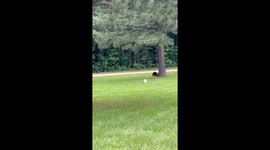 Basset Hound Ears Flop in the Wind