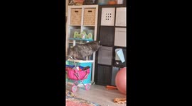 Curious cat climbs into a drawer on her own to see if it makes a good sleeping spot