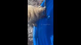 Fearless Beowulf Turns on Water Spray