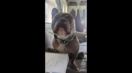 Frenchie's First Words