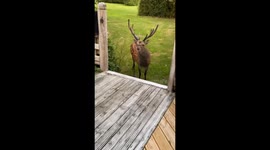 Sharing A Melon With Friendly Fallow Deer