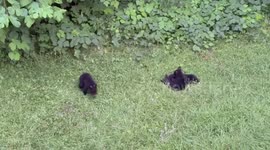 Mama Bear With Her Babies