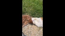 Cat and Fawn Play