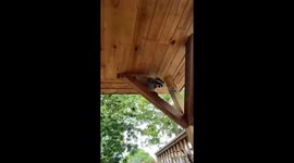 Overheated Raccoon Rescued From Gazebo by Wildlife Team