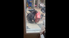 Black Bear Takes Red Suitcase