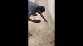 Two Cockroach Swing and Miss